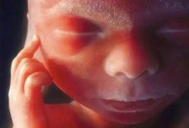 vita prenatale